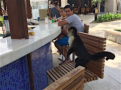 A monkey at Dreams Las Mareas resort in Costa Rica.