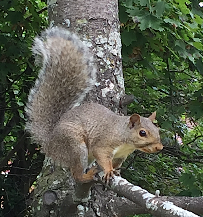 A squirrel at the ready for a bad winter.