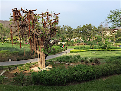 A weird tree at Dreams Las Mareas resort in Costa Rica.