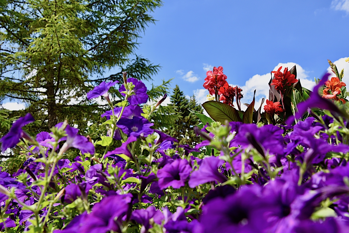 Color at The Gardens at Ball