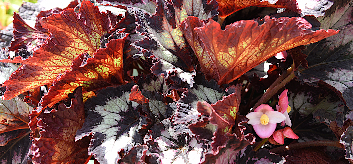 The Rex Jurassic Shades Begonia