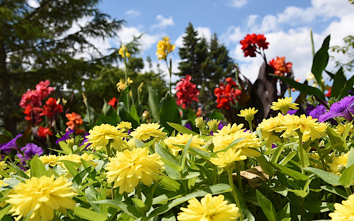 Wonderful color at The Gardens at Ball.