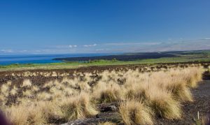 Grass that looks like troll heads on Hawaii.