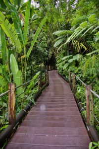 The path at Hawaii Tropical Botanical Garden