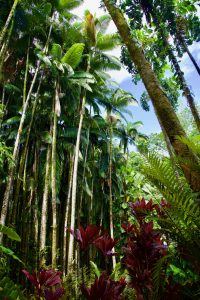 Lushness of the Hawaii Tropical Botanical Gardens