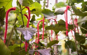 Plants that look like pipe cleaners.