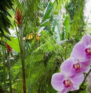 Beauty at the Hawaii Tropical Botanical Gardens.