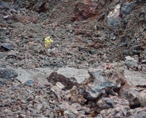 Rebirth of life after a volcano.