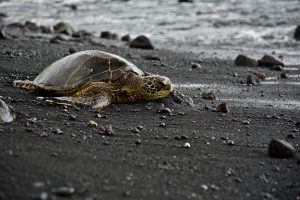 Green turtle at Panalu'u Black Sand Beach in Hawaii