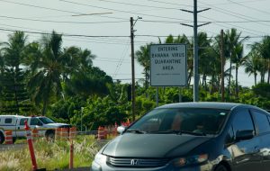 Why is there a banana quarantine?