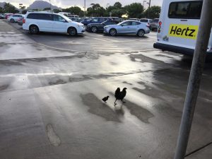 Feral chickens in the Hertz parking lot.