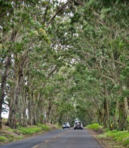 Tree Tunnel in Kawai