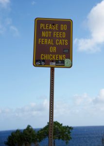 Warning about feral cats and chickens.