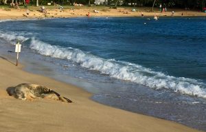 Monk seal at Poipu Beach.