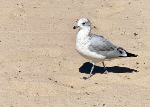 Seagull at South Haven Beach