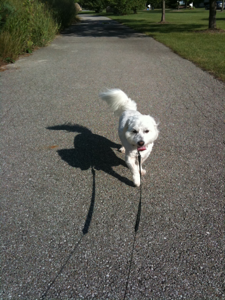 Milo walking down a path.