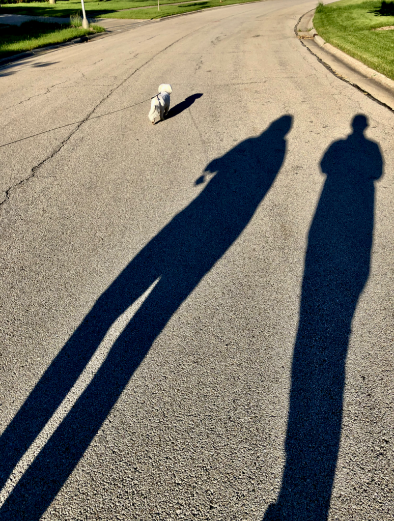 Milo on a walk with shadows of mommy and daddy