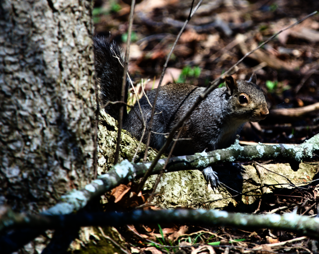 picture of a squirrel